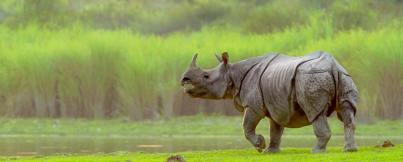 Kaziranga National Park - Collection Kaziranga National Park - Collection