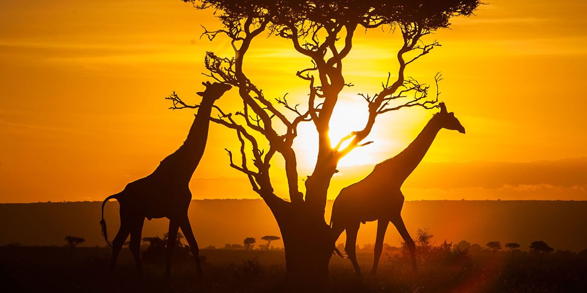 Kenya|Tanzania... - Collection Kenya|Tanzania... - Collection